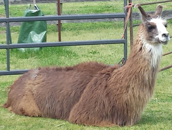 Photo of alert Llama at Suffolk County Farm