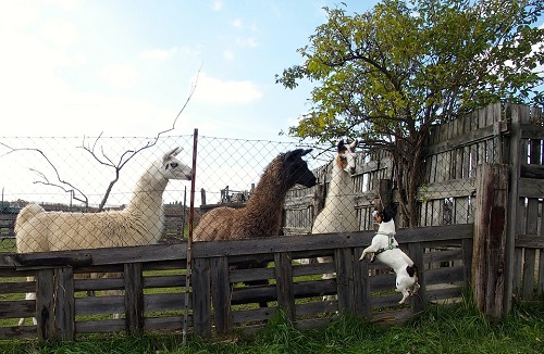 Llamas inspecting a Jack Russell Terrier Dog