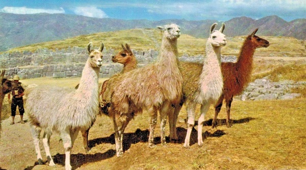 Llamas among ruins at Sacsayhuaman Vintage Postcard