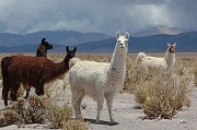 Llamas Standing in the Jujuy Province of Argentina Poster Print