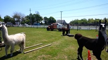 Llama Obstacle Course at the Long Island Fleece and Fiber Fair